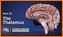 Thalamus related image