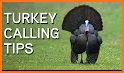 Turkey Calls - Turkey Sounds related image