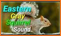 Squirrel hunting calls related image