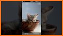 Kittens Lovely Live Wallpaper related image