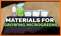 Microgreens Guide related image