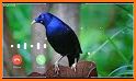 Animal Ringtones - Animal Wallpaper Bird Ringtones related image